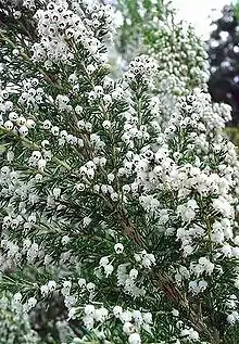 Erica arborea.