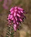 Erica carnea