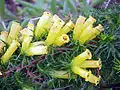 Erica patersonia, espèce du fynbos sud-africain