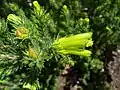 Erica viridescens