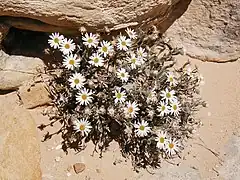 Description de l'image Erigeron maguirei.jpg.