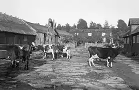 Photo en noir et blanc d'une ferme avec des vaches dans une cour centrale entourée de bâtiments, et un muret séparant cette cour de l'habitation au fond