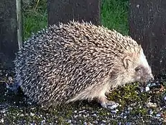 Hérisson communErinaceus europaeusErinaceidae