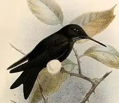 Description de l'image Eriocnemis cupreoventris dyselius Keulemans.jpg.