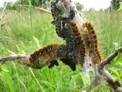 La chenille : laineuse du cerisier