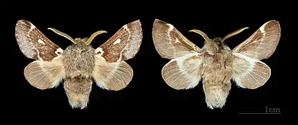 Bombyx laineux ♂, Ozoir-la-Ferrière, Muséum de Toulouse