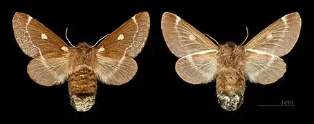 Bombyx laineux ♀, Ozoir-la-Ferrière, Muséum de Toulouse