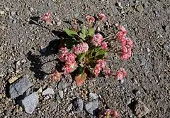 Description de l'image Eriogonum pyrolifolium.jpg.