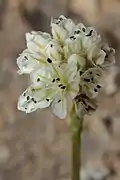 Inflorescence