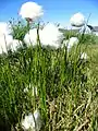 Eriophorum scheuchzeri au bord de la route près d'Upernavik