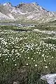 Eriophorum scheuchzeridans les Pyrénées