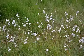 Linaigrette vaginée, La Bresse.