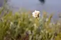 Pompon de Linaigrette de Virginie