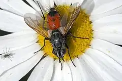 Description de l'image Eriothrix.rufomaculatus.female.jpg.
