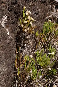 Eriotrix lycopodioides, une des plantes les plus rares de Bébour