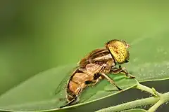 Description de l'image Eristalinus megacephalus.jpg.