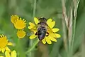 Eristalis arbustorum femelle