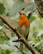 Rouge-gorge chantant.