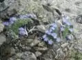 Eritrichium nanum dans les Niedere Tauern en Styrie