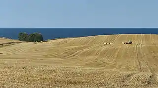 La récolte dans le Dänischer Wohld (de) sur la côte de la Baltique dans le Schleswig-Holstein. Juillet 2018.