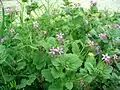 Erodium malacoides