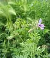 Erodium ciconium