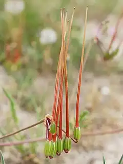 Photo de la plante