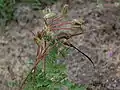 Erodium cicutarium