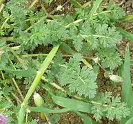 La rosette d'Erodium cicutarium ressemble à celle de la carotte mais n'a pas son parfum caractéristique.
