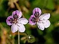 Erodium petraeum - Muséum de Toulouse