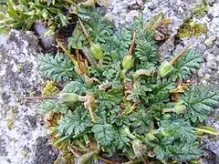 Erodium maritimum