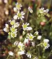 Inflorescence