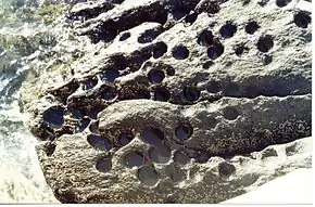 Des loges creusées dans la roche par des oursins perforants (Echinometra lucunter)