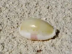 Une Porcelaine érodée (Erosaria erosa), échoué sur la plage.