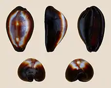 Erronea onyx.