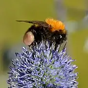 Bombus hypnorum.