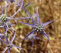 Description de l'image Eryngium creticum 011.jpg.