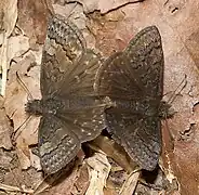 Erynnis brizo