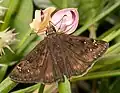 Erynnis horatius