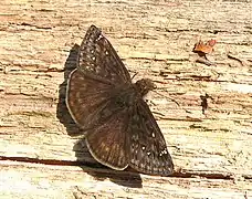 Erynnis horatius