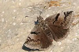 Erynnis marloyi