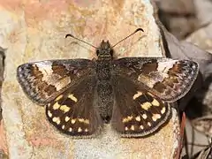 Erynnis montanus