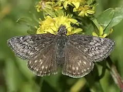 Erynnis persius