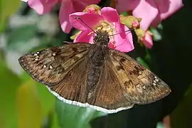 Erynnis tristis