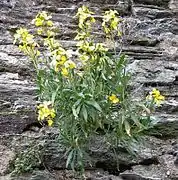 Erysimum cheiri