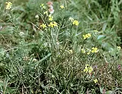 Description de l'image Erysimum crepidifolium W.jpg.