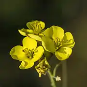 Erysimum rhaeticum, à quelques mètres du rivage