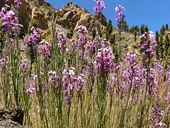 Description de l'image Erysimum scoparium Tenerife 3.jpg.