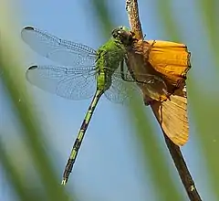 Erythemis vesiculosa femelle