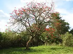 Description de l'image Erythrina abyssinica Tree.jpg.